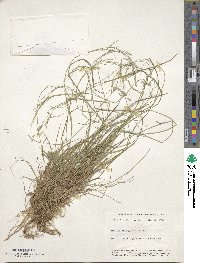 Poa autumnalis image