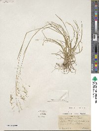 Poa autumnalis image