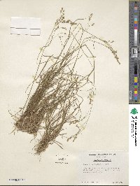 Poa autumnalis image