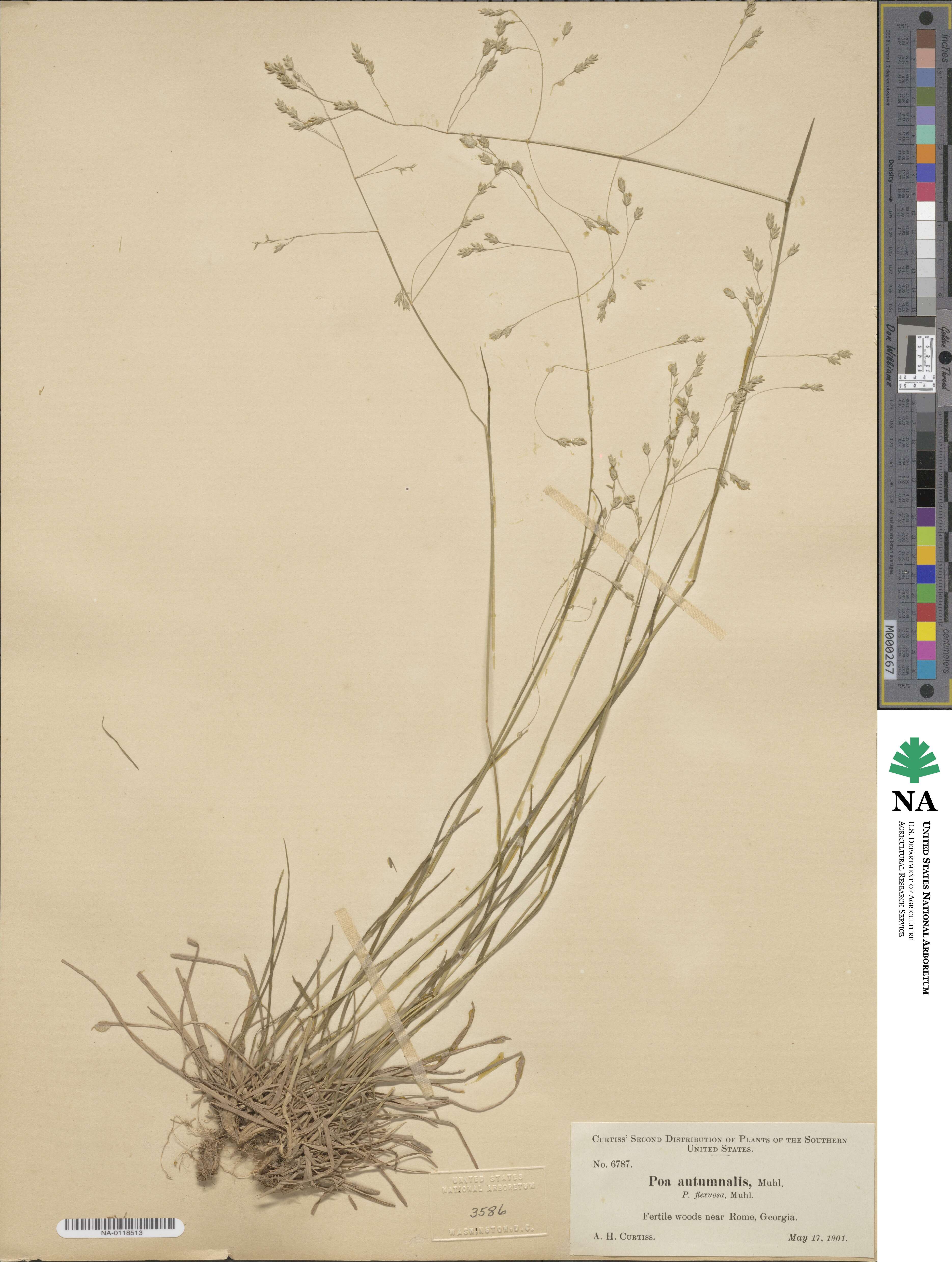 Poa autumnalis image