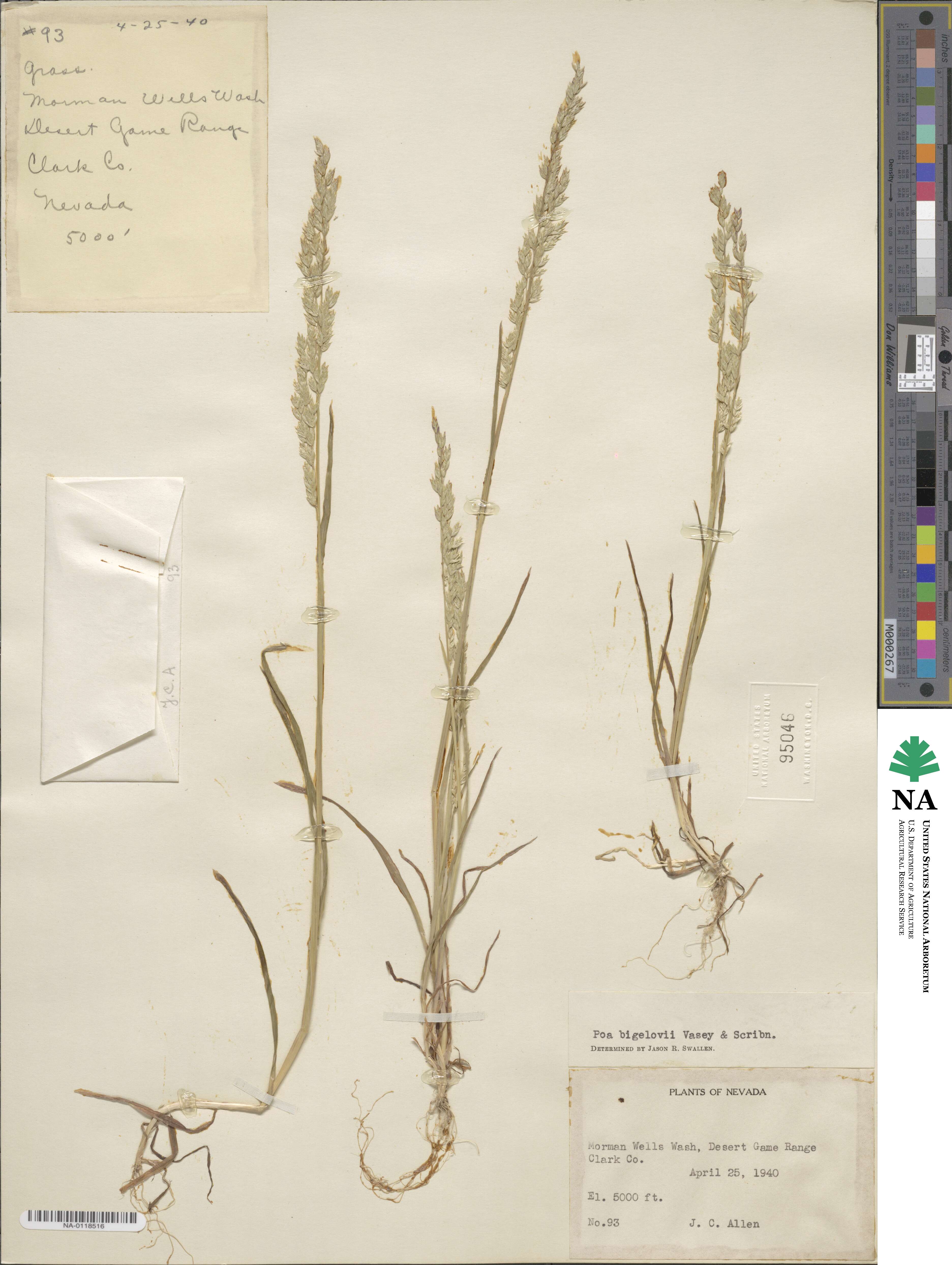 Poa bigelovii image