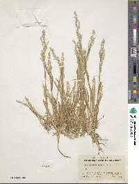 Poa bigelovii image