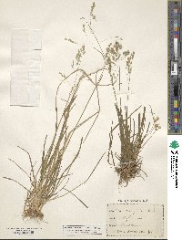 Image of Poa cuspidata