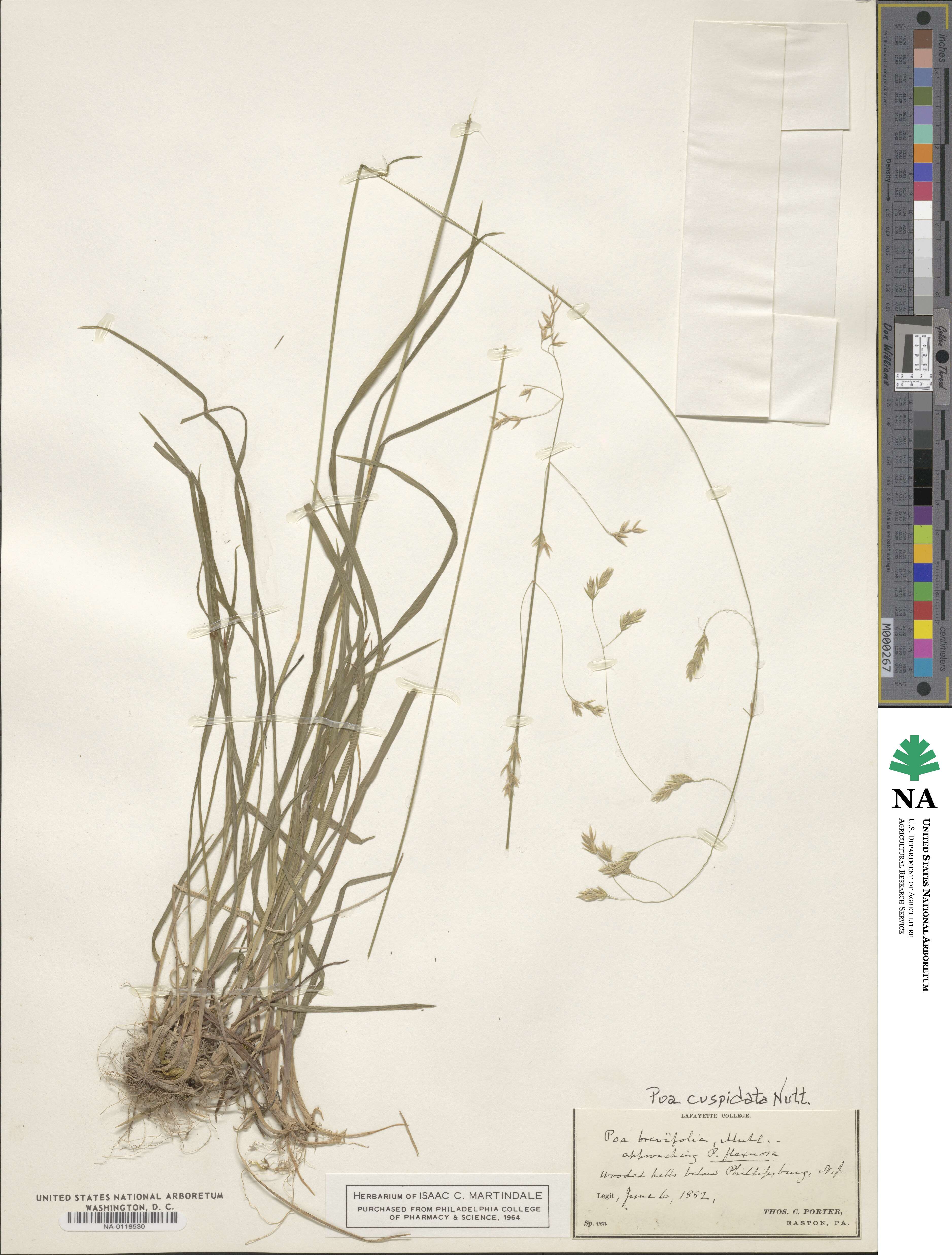 Poa cuspidata image