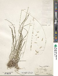 Poa cuspidata image