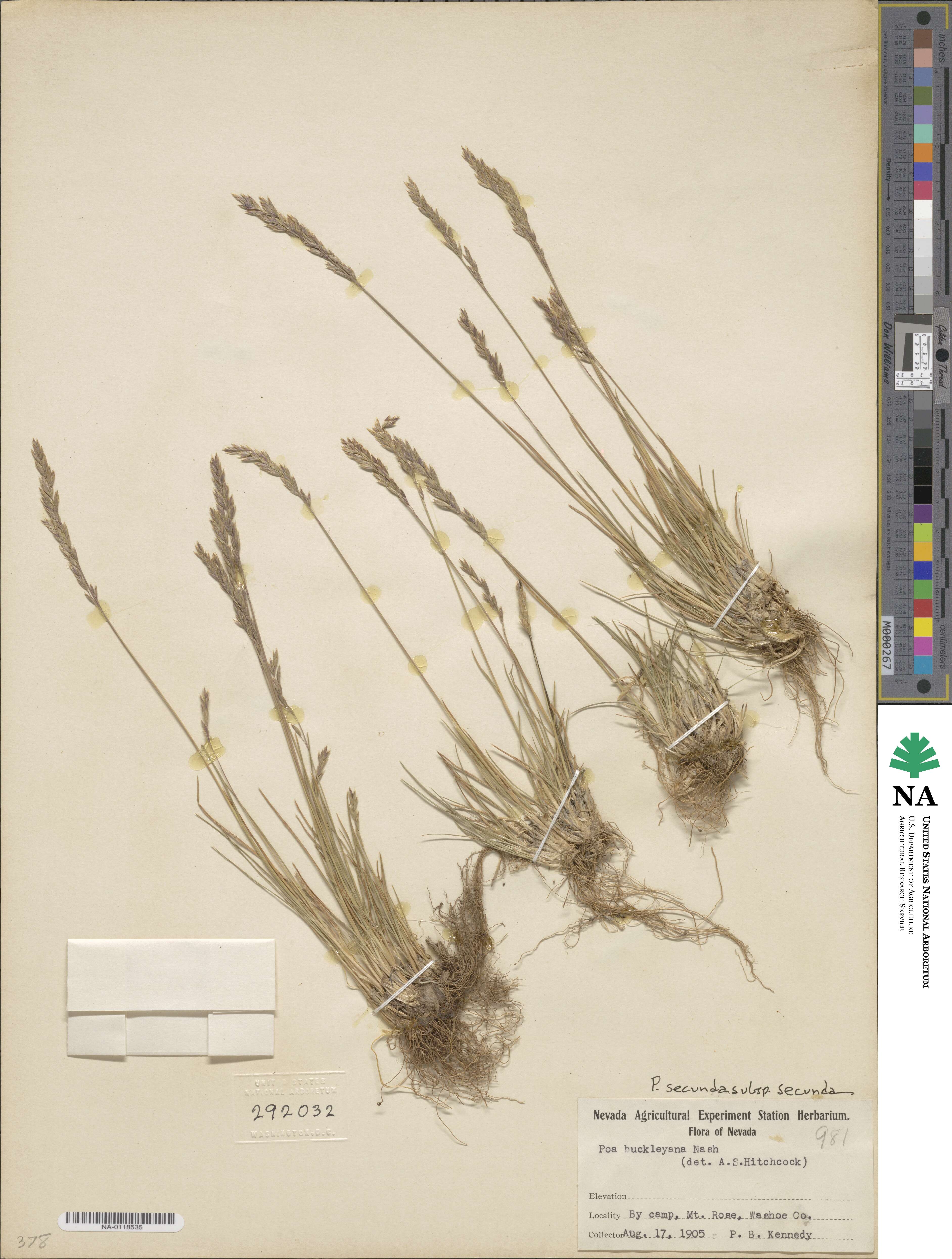 Poa secunda subsp. secunda image