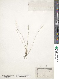 Poa glauca image