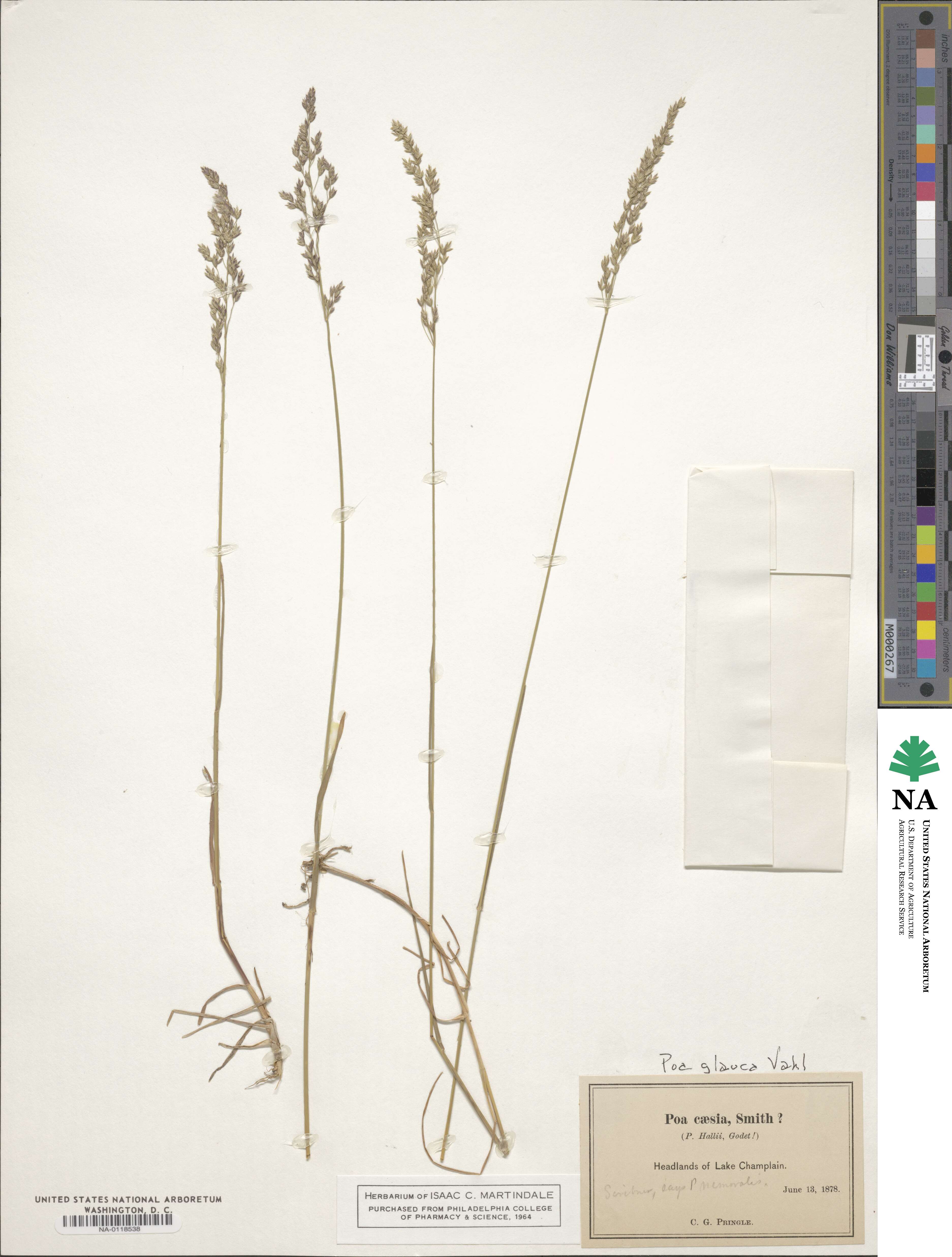 Poa image