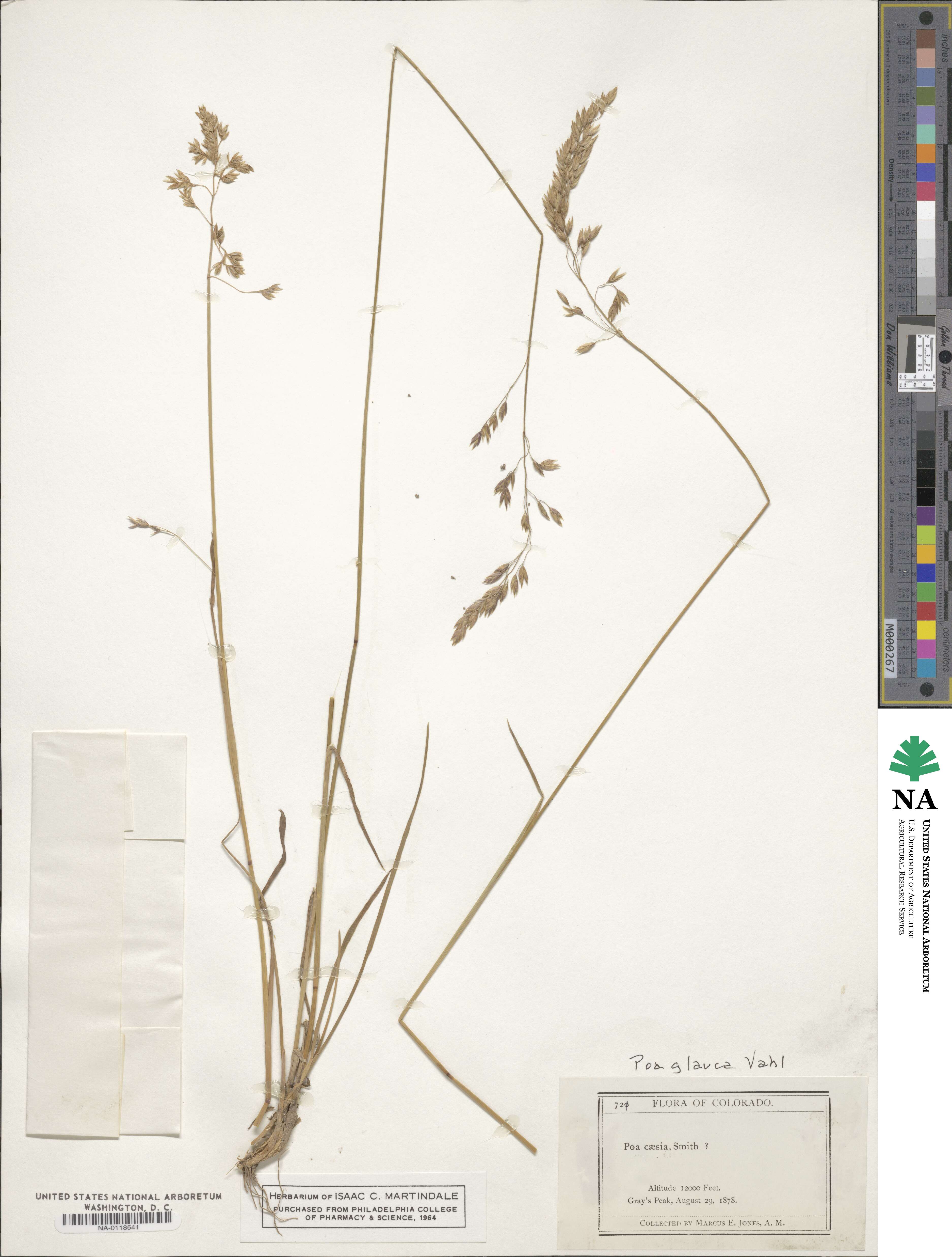 Poa glauca image