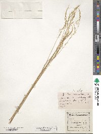 Poa glauca image