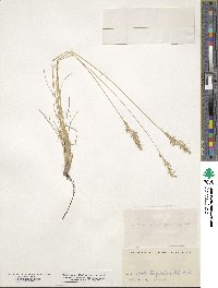 Poa secunda subsp. secunda image