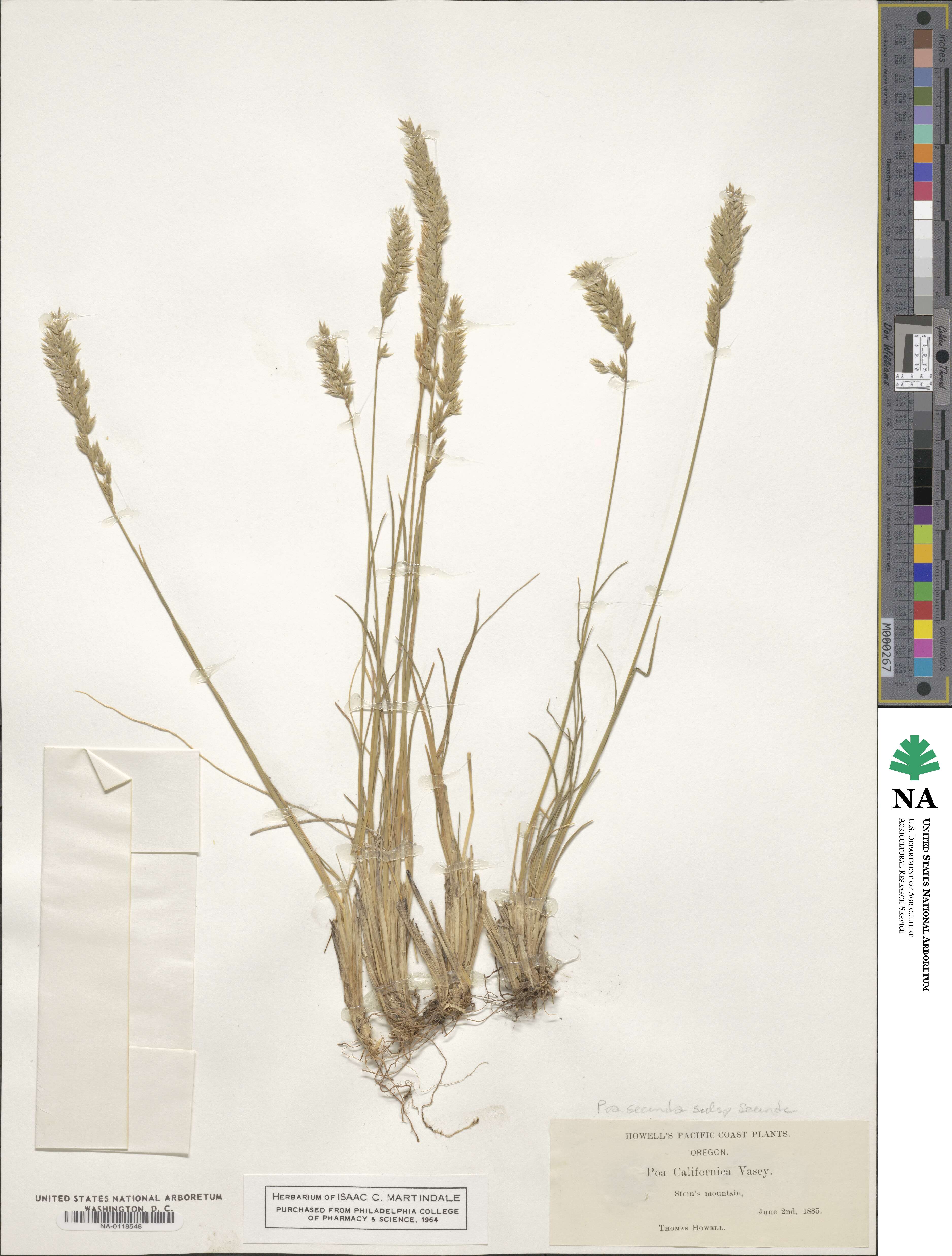 Poa secunda subsp. secunda image