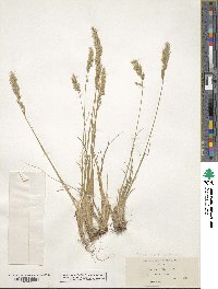 Poa secunda subsp. secunda image