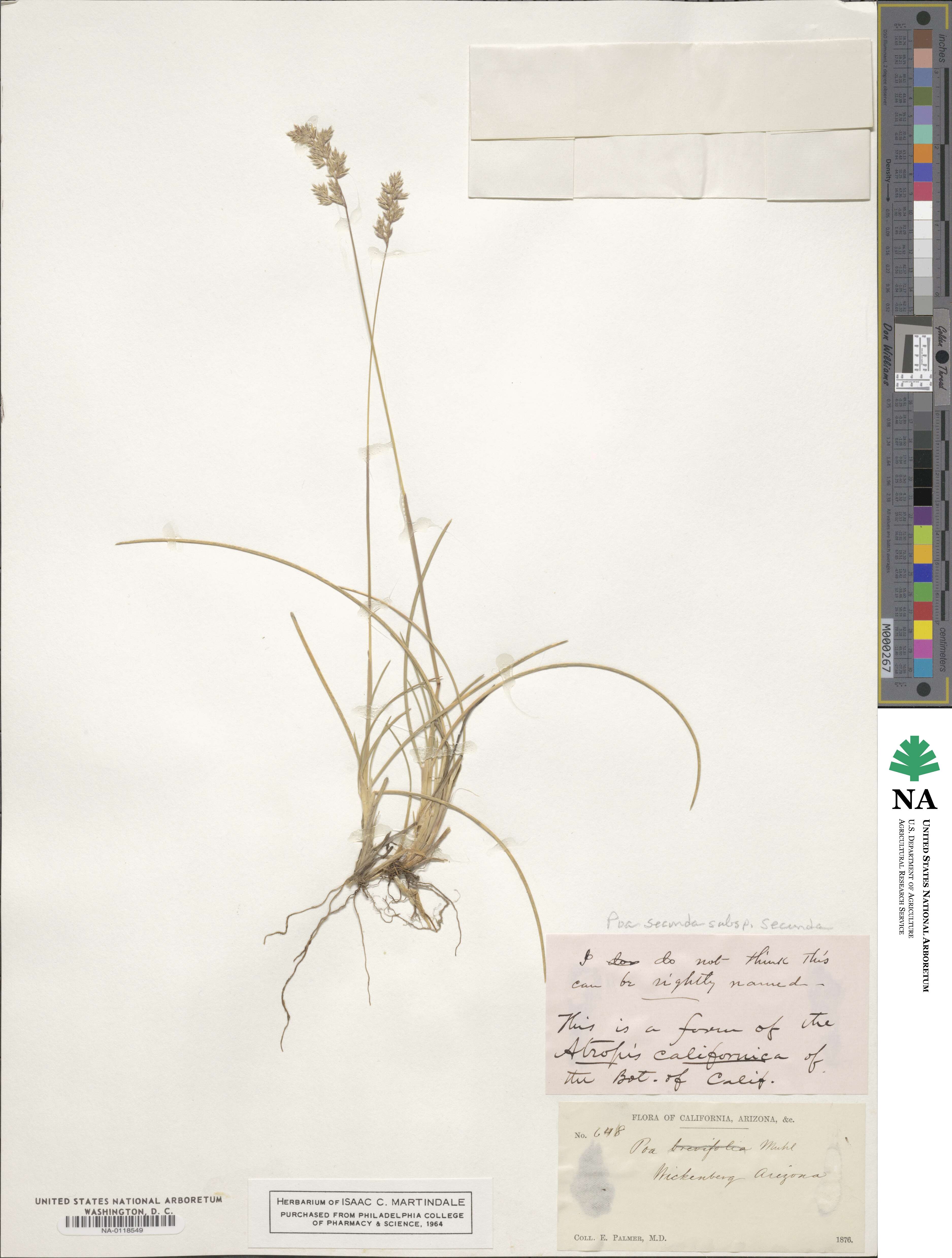 Poa secunda subsp. secunda image