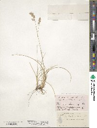 Poa secunda subsp. secunda image