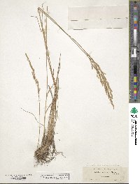 Poa secunda subsp. secunda image