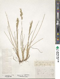 Poa secunda image