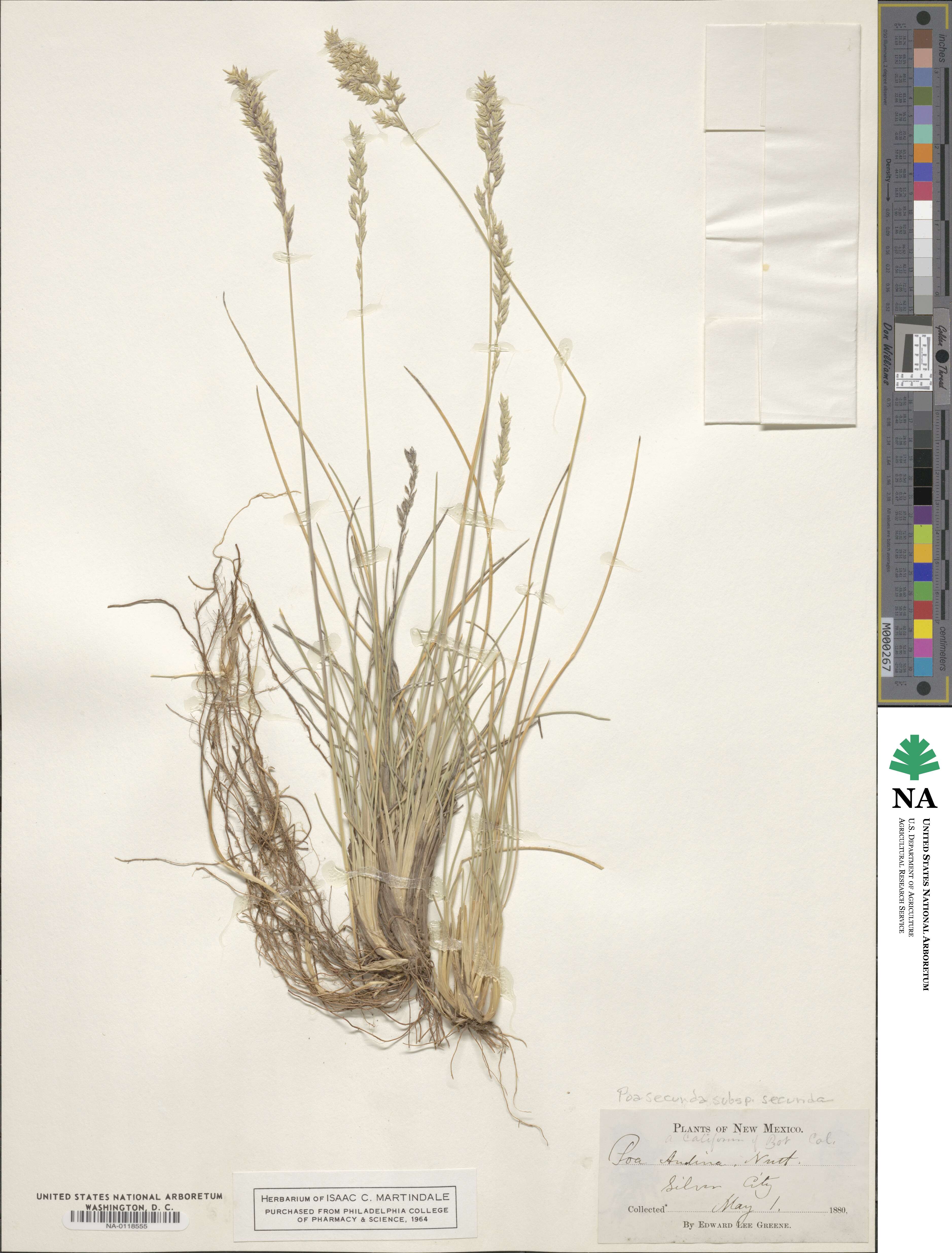 Poa secunda subsp. secunda image