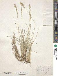 Poa secunda subsp. secunda image