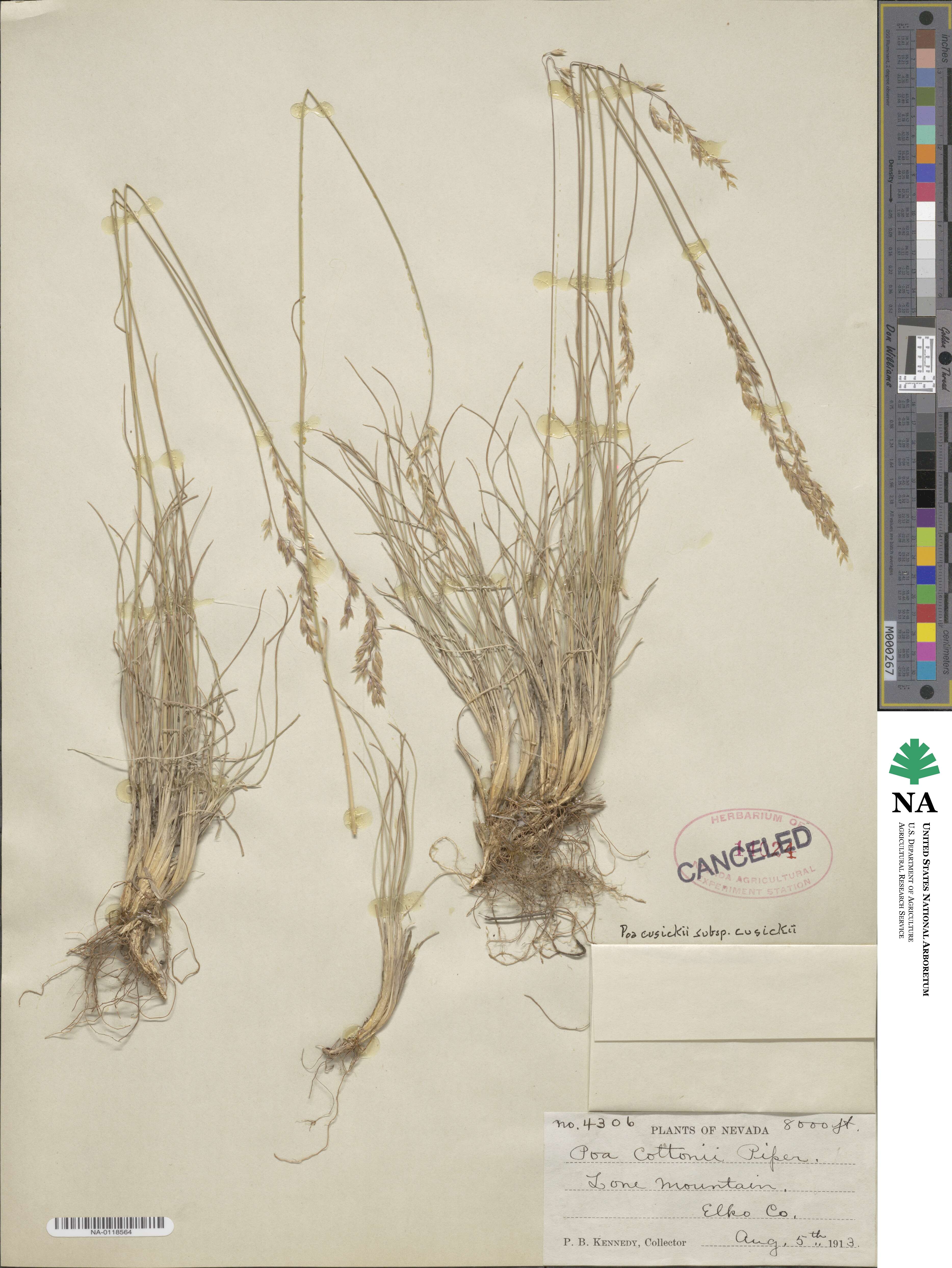 Poa cusickii subsp. cusickii image