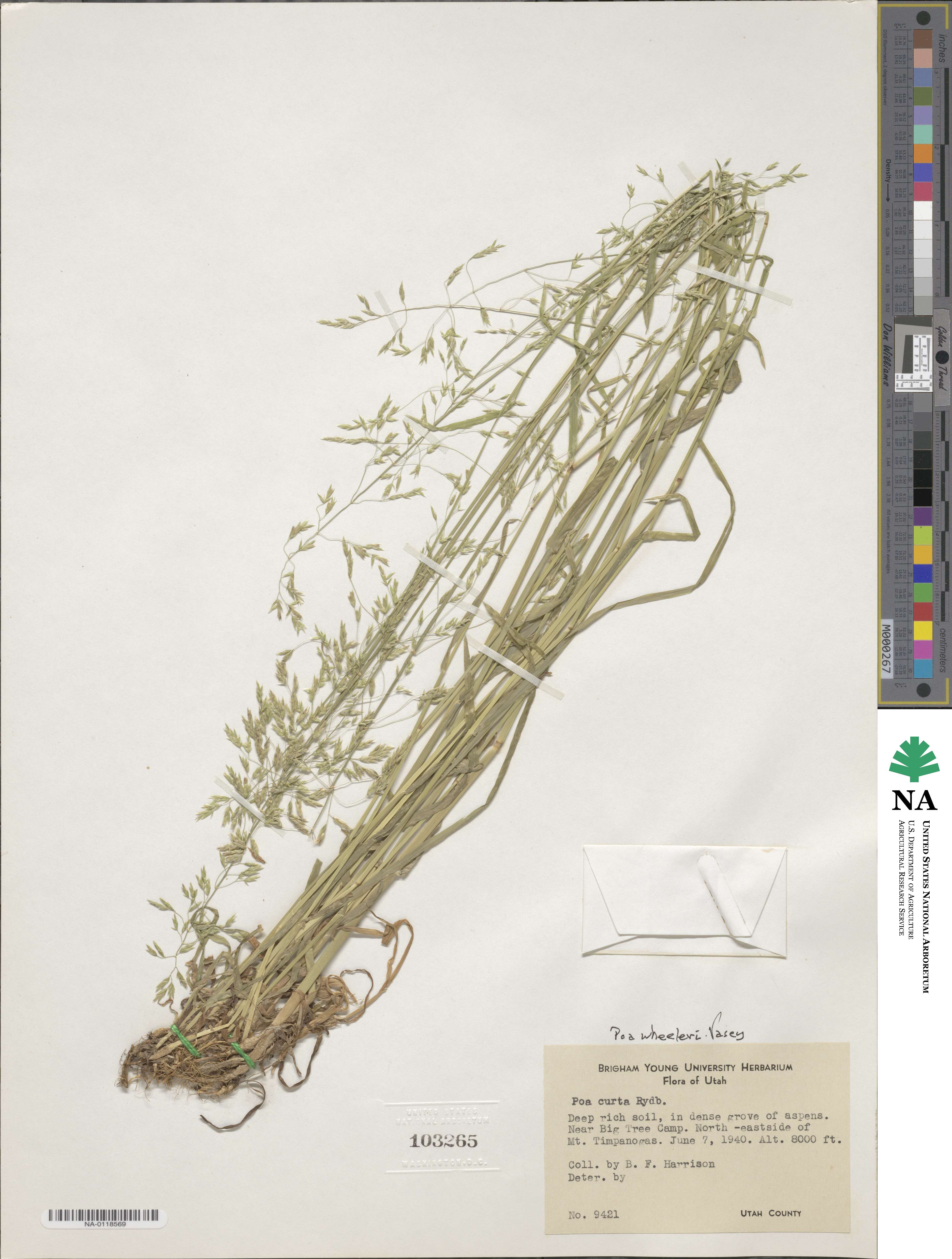Poa wheeleri image