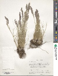 Poa cusickii image