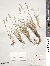 Poa cusickii image