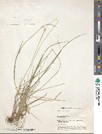 Poa cuspidata image