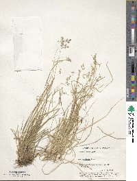 Poa cuspidata image