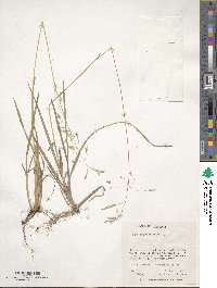 Poa cuspidata image