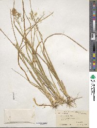 Poa cuspidata image