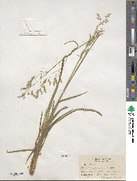 Poa cuspidata image