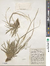 Poa cuspidata image