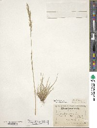 Poa fendleriana image