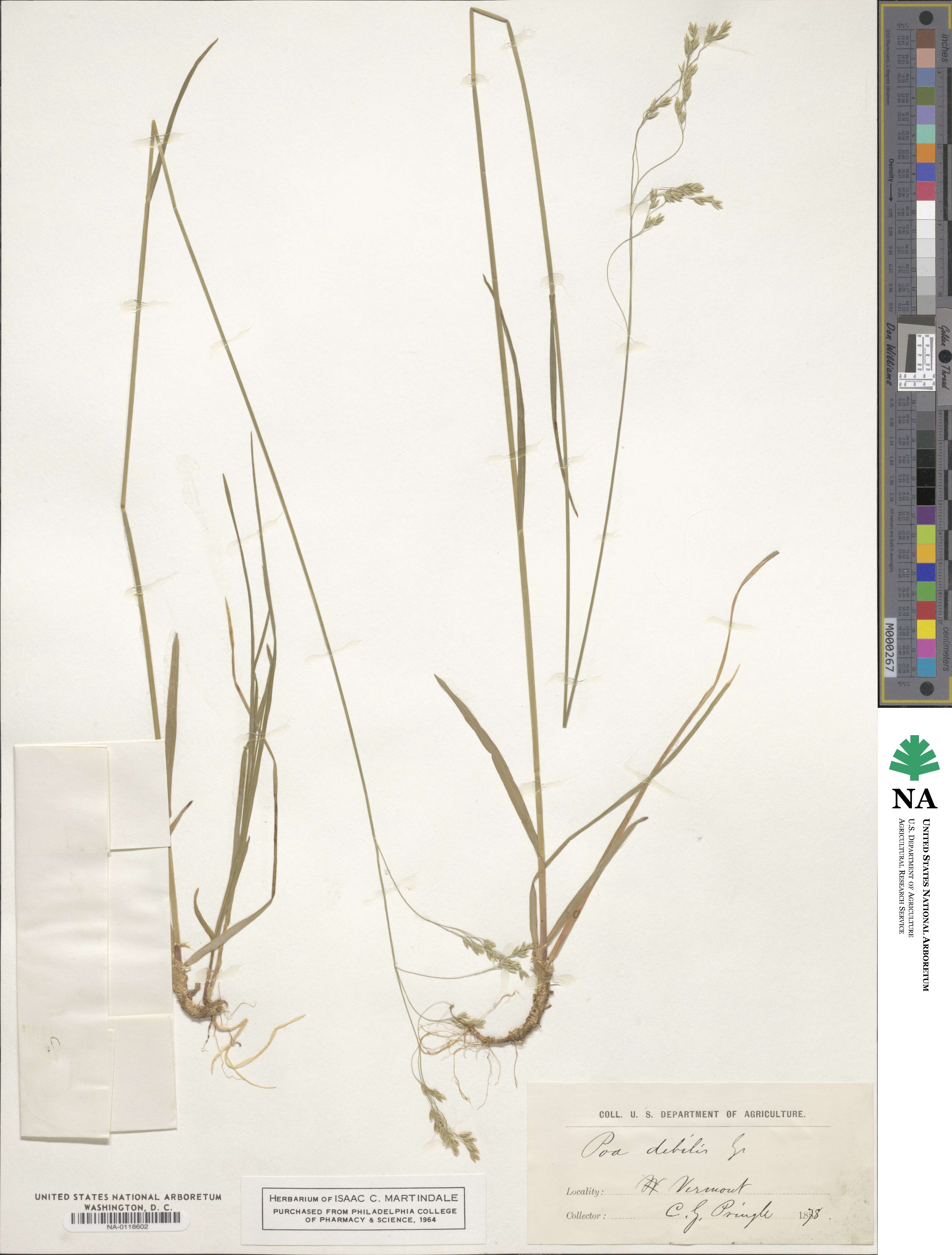 Poa debilis image
