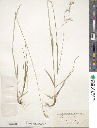 Poa debilis image