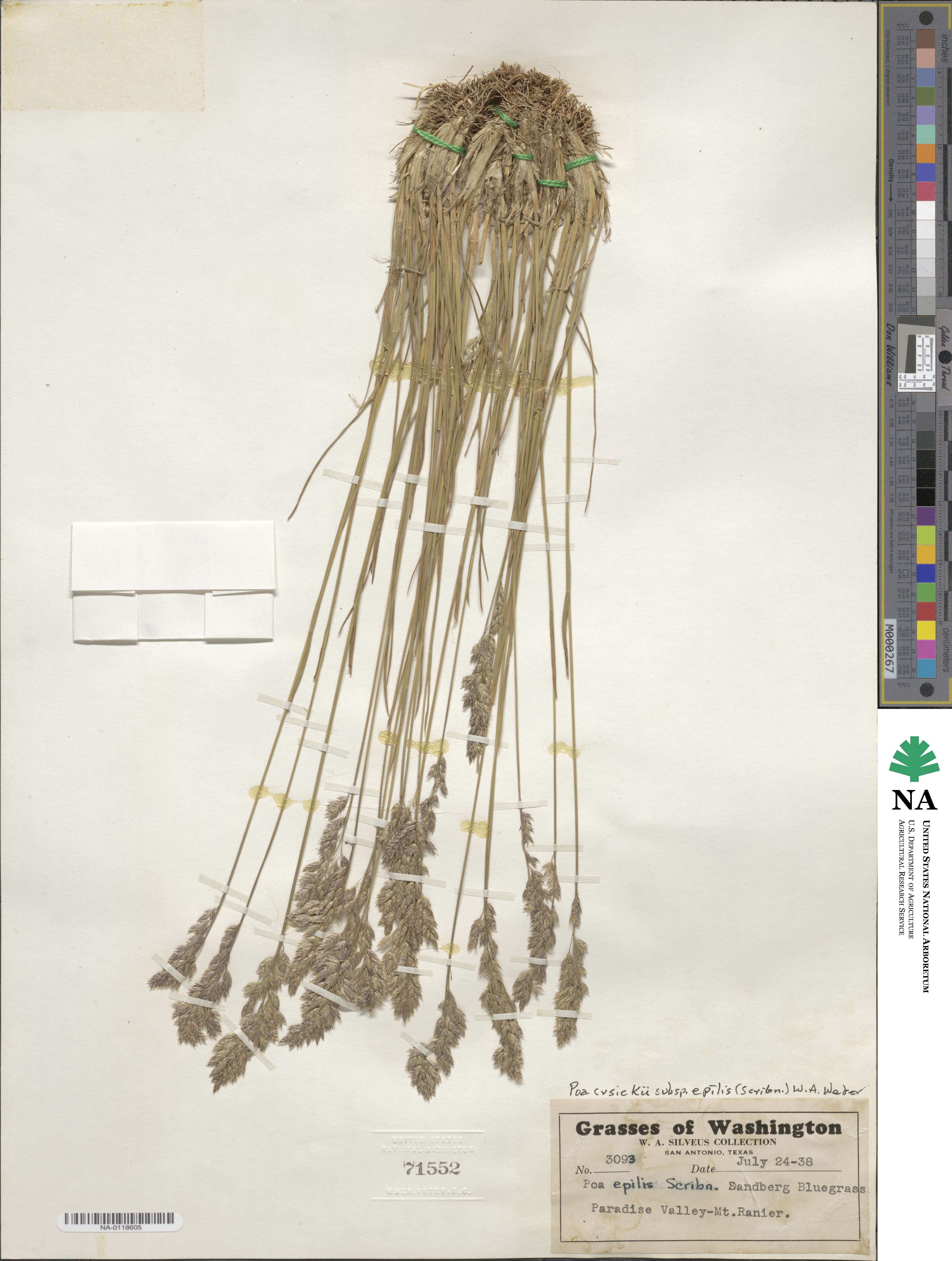 Poa cusickii image