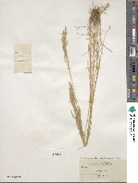 Poa cusickii image