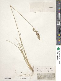 Poa fendleriana image