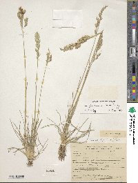 Poa fendleriana image