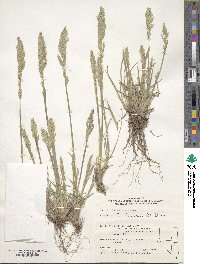 Poa fendleriana image