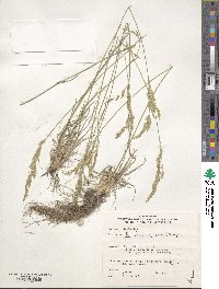 Poa fendleriana image