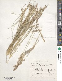 Poa fendleriana image