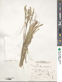 Poa fendleriana image