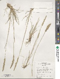 Poa fendleriana image