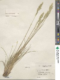 Poa fendleriana image