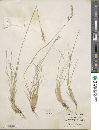 Poa fendleriana image