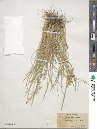 Poa fendleriana image