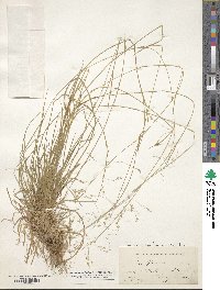 Poa flexuosa image