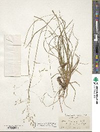 Poa autumnalis image